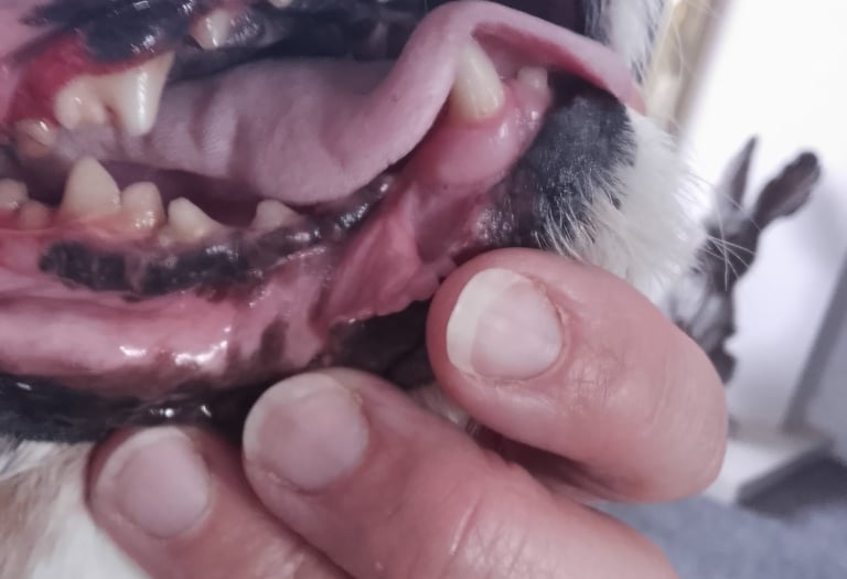 Dogs teeth after cleaning
