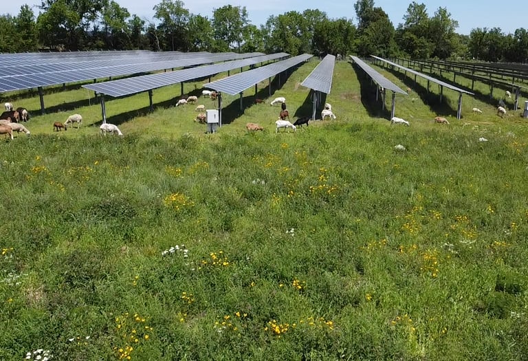 flock of sheep grazing under solar panels