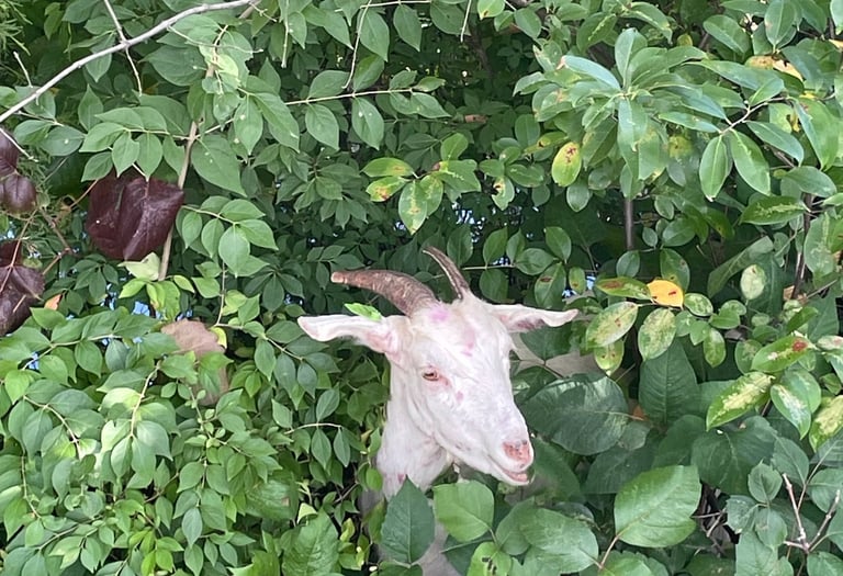 goat inside weeds eating unwated weeds