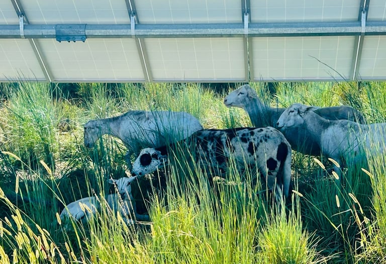 sheep grazing in the grass under a solar panel