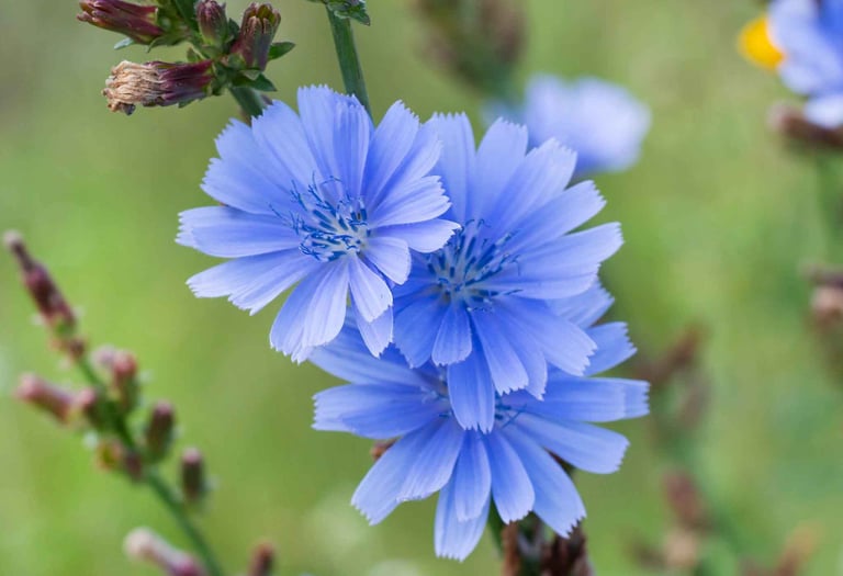 chicory