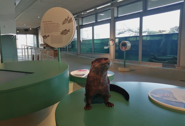Otter Präparat zum anfassen.