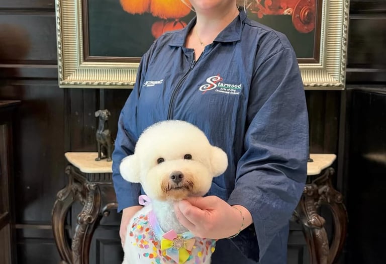 Professional dog groomer posing with a white Bichon Frise showing a fresh teddy bear cut and colorful bow.