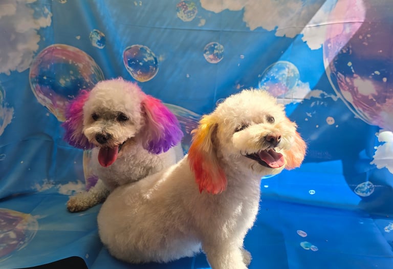 Two fluffy white poodles with colorful dyed ears pose in front of a blue sky and bubble backdrop.