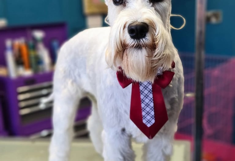 Keep your dog clean and tidy in between grooms