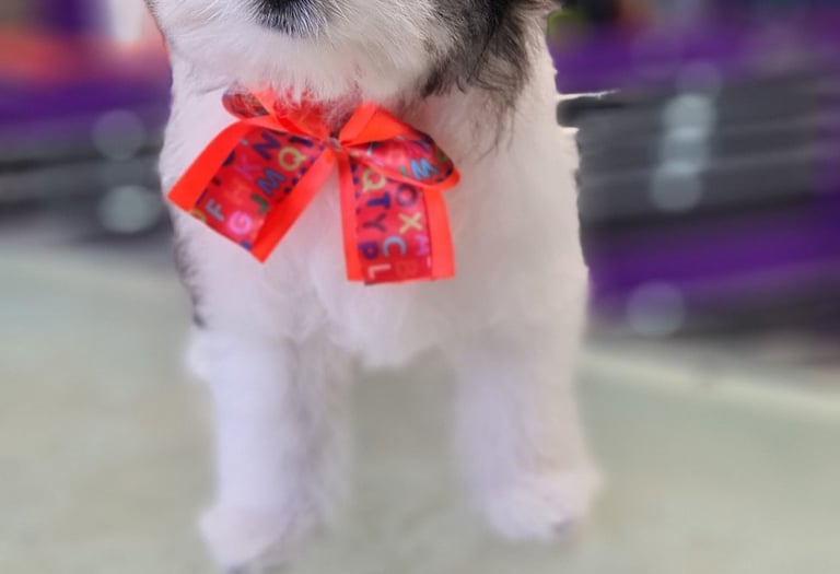 Cute puppy after his first groom