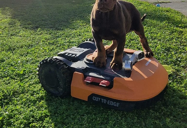 dobermann cucciolo marrone focato Emilia Romagna