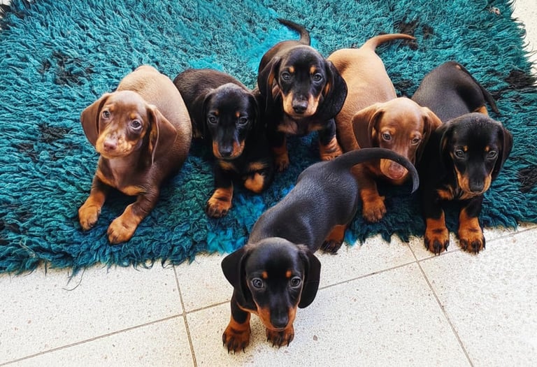 cuccioli bassotti nani kaninchen Ferrara emilia romagna