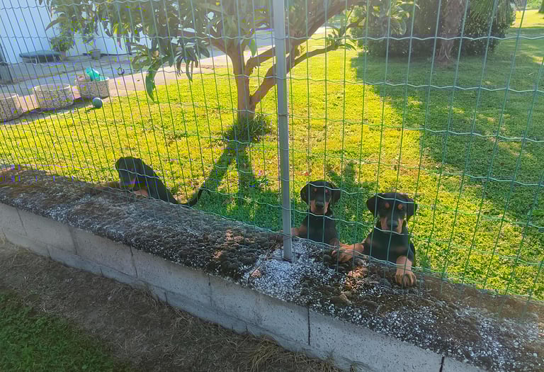 cuccioli doberman neri focati Ferrara emilia romagna