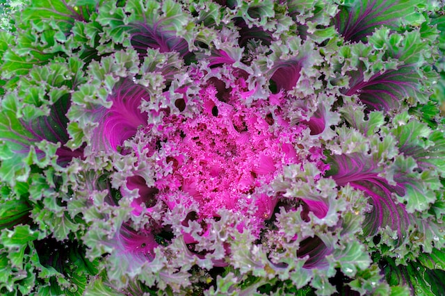 pink-green Ornamental Kale leaves