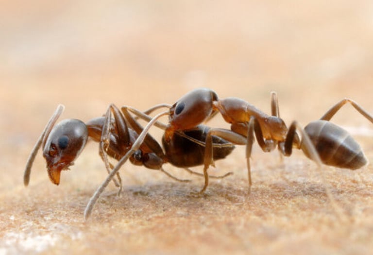 Ant control in Menifee, Murrieta, and Temecula Footprint Pest Management
