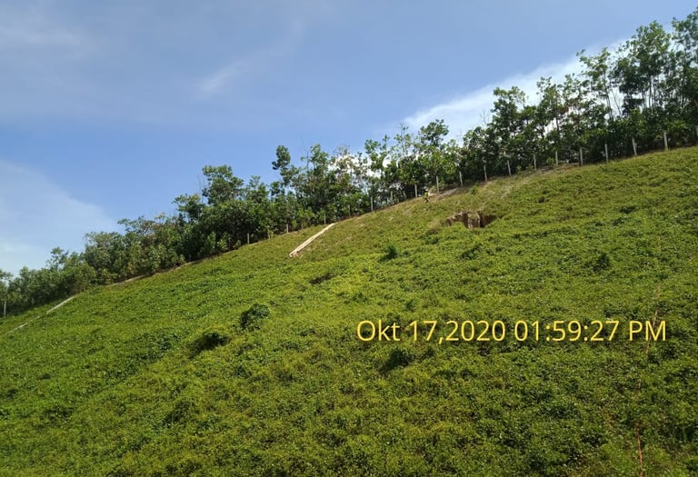 Hydroseeding process