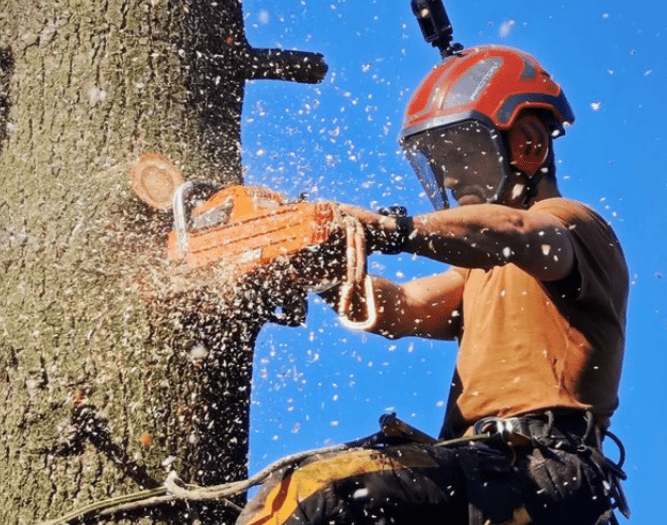 Élagueur professionnel en plein travail, élaguant un arbre à l’aide d’une tronçonneuse.