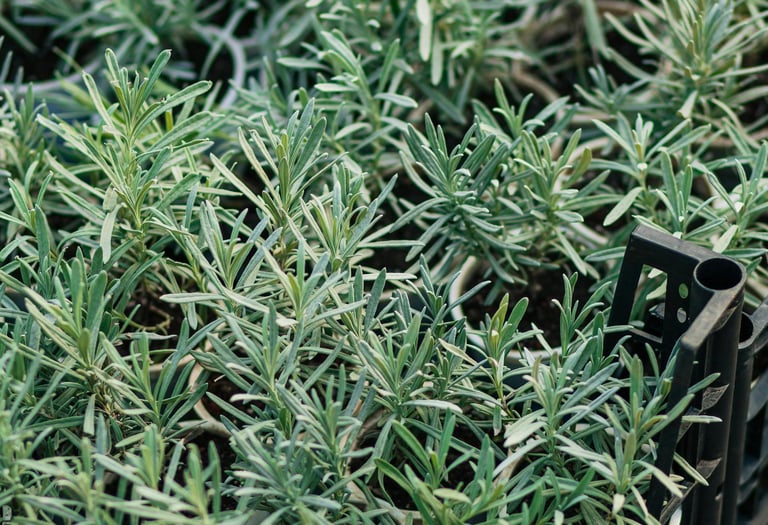 plants romarins