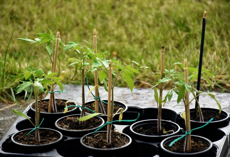 plants tomates