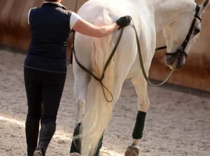travail longue rênes