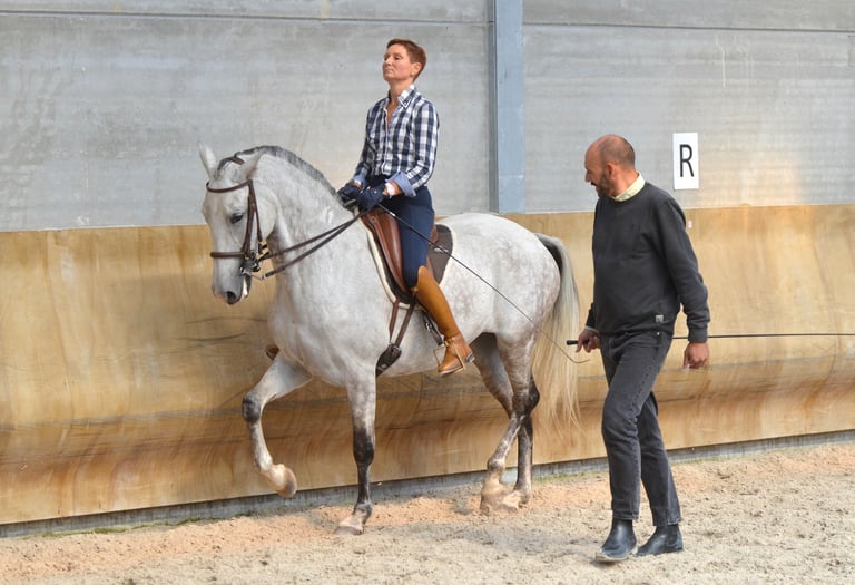 dressage equestre de tradition française
