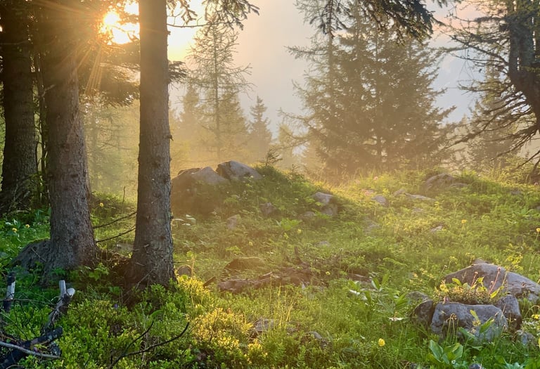 Golden sunbeams filtering through a misty evergreen forest at sunrise with lush green grass.