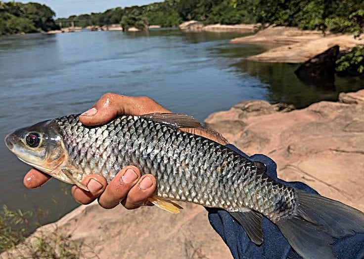 peixe-piau-tres-pintas-do-rio-araguaia-ao-fundo-pedral-imagem-tipo-webp