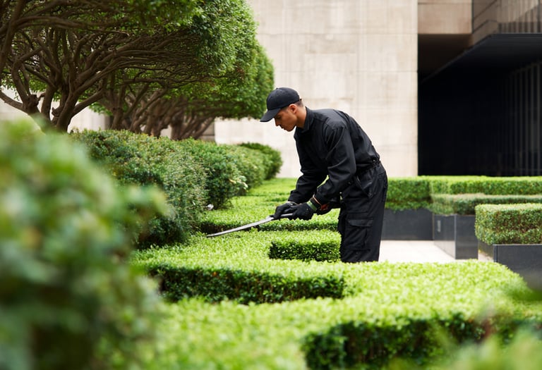 A professional landscaper trimmings decorative green hedges with manual shears in an urban courtyard.