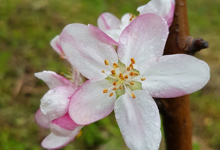 flor de manzano