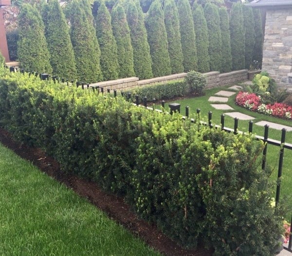 Privacy hedge installation with a clean mulch border and decorative stone walkway