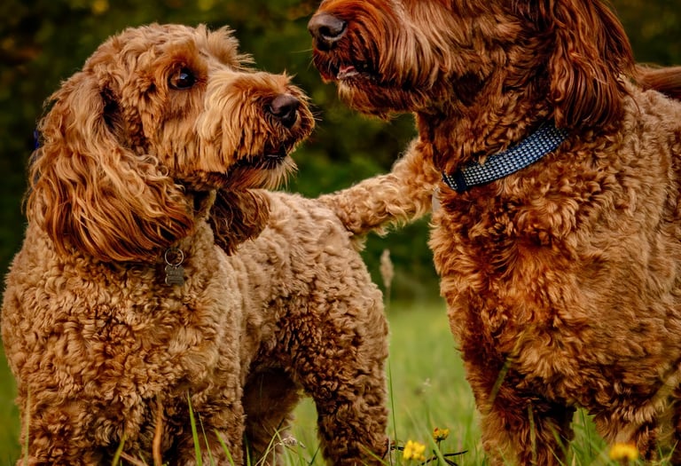 two dogs standing in the grass with trees in the background