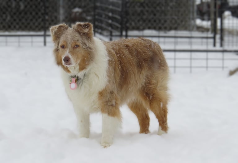 Dog at boarding near Port Perry