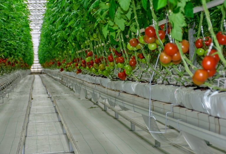 Greenhouse Growing Gutters