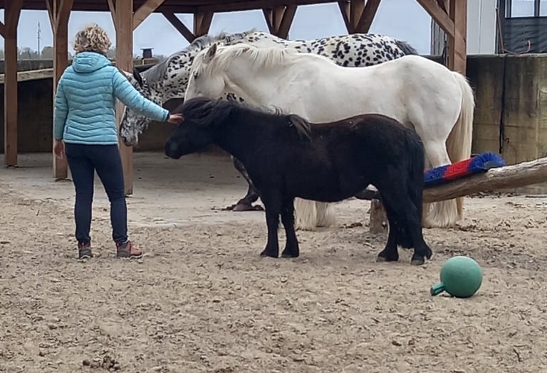 In de wei me Rachel van Wieren
