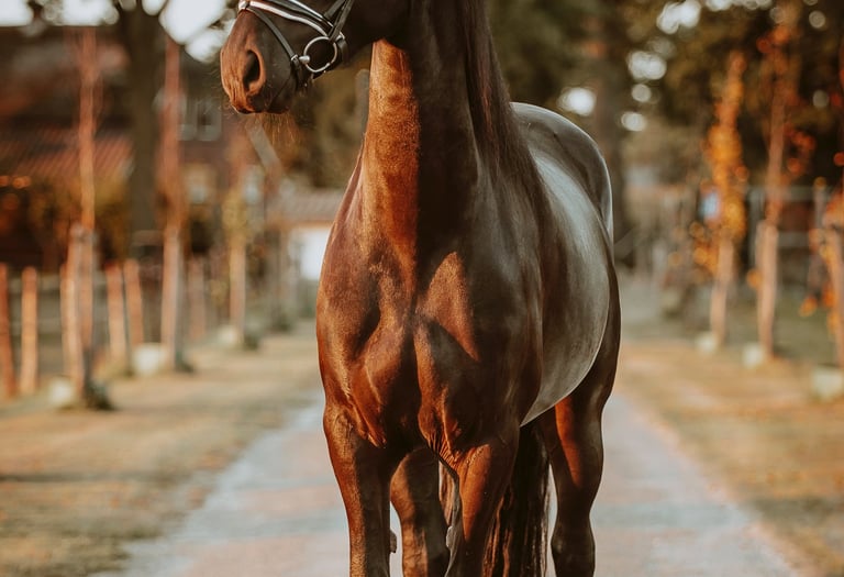 Paard standfoto tijdens zonsondergang fotoshoot