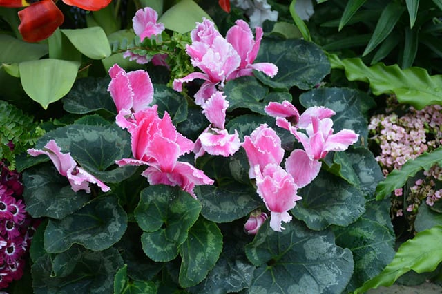 Cyclamen rizado original flor