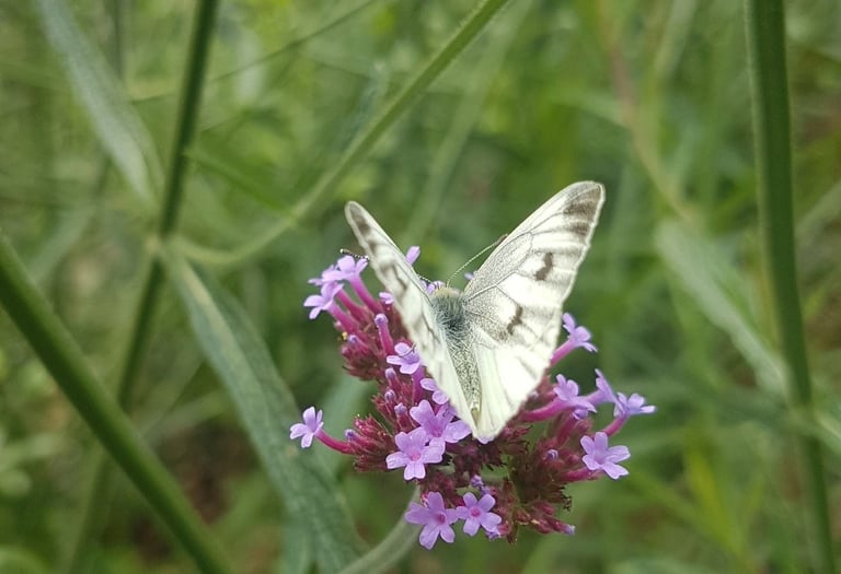 a butterfly butterfly on a flower in a field