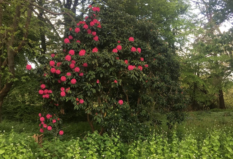 Trimmed rhododendron in flower