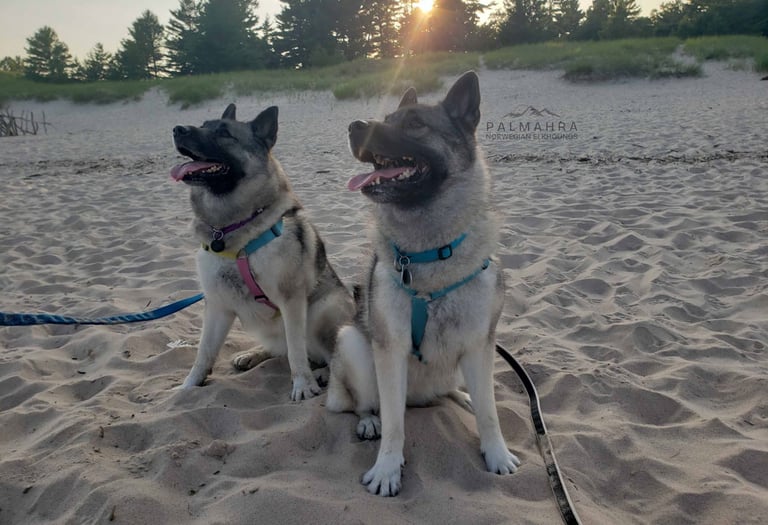 Norwegian Elkhounds on the beach at sunset