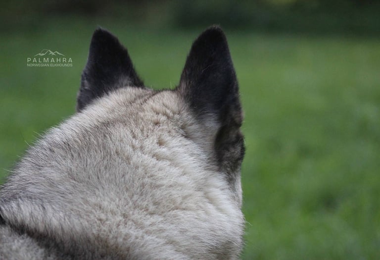 Norwegian Elkhound