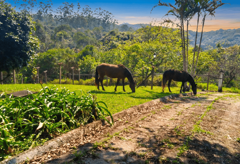 Turismo rural em Juquitiba: vivência com animais e natureza no Rancho São Bento.