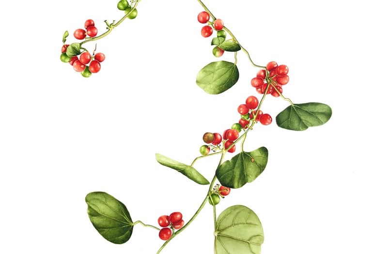 Cocculus carolinus (L.) DC. Moonseed Family Texas native