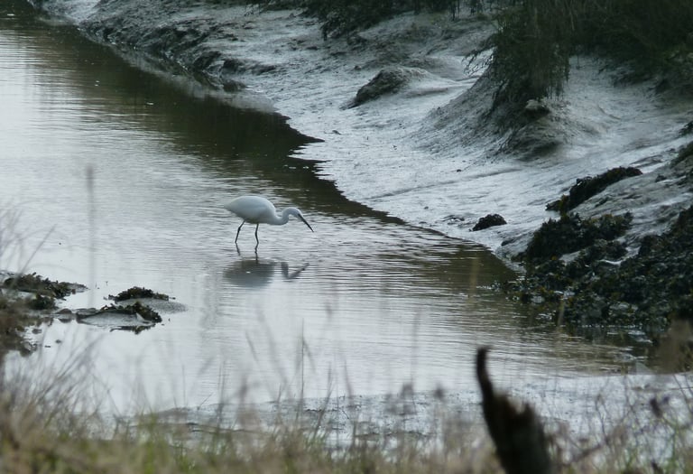 Aigrette garzette