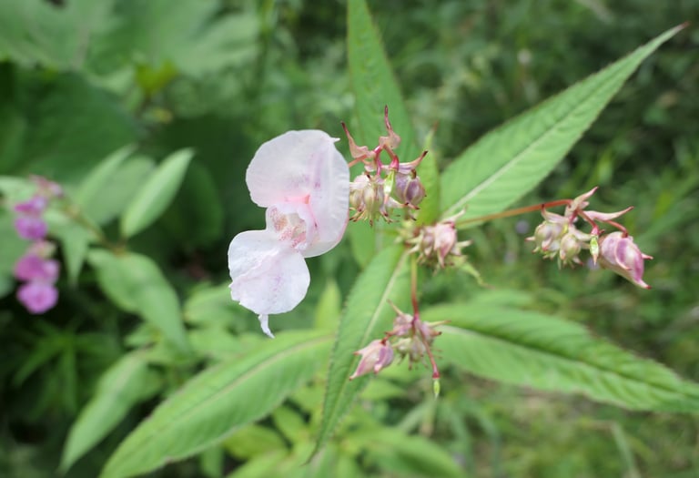 Balsamine de l'Himalaya