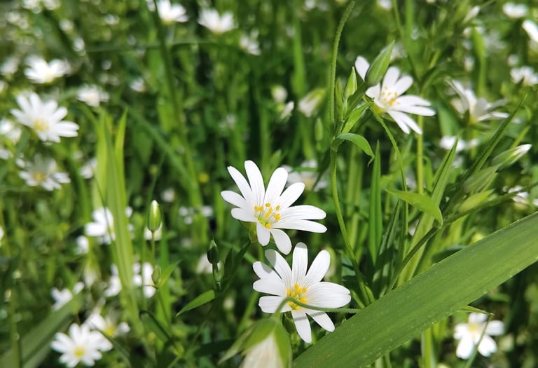 Close-up of wild white starwort flowers blooming in a lush green meadow in springtime, under natural
