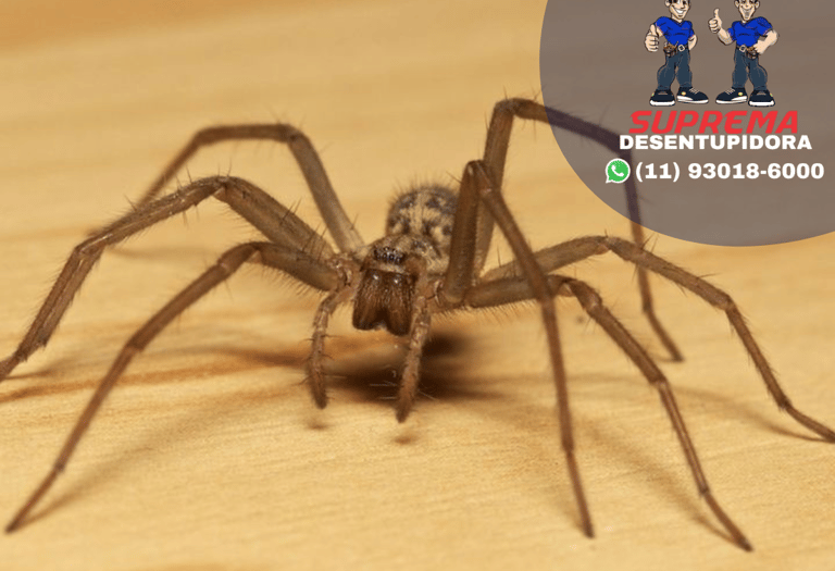 aranhas