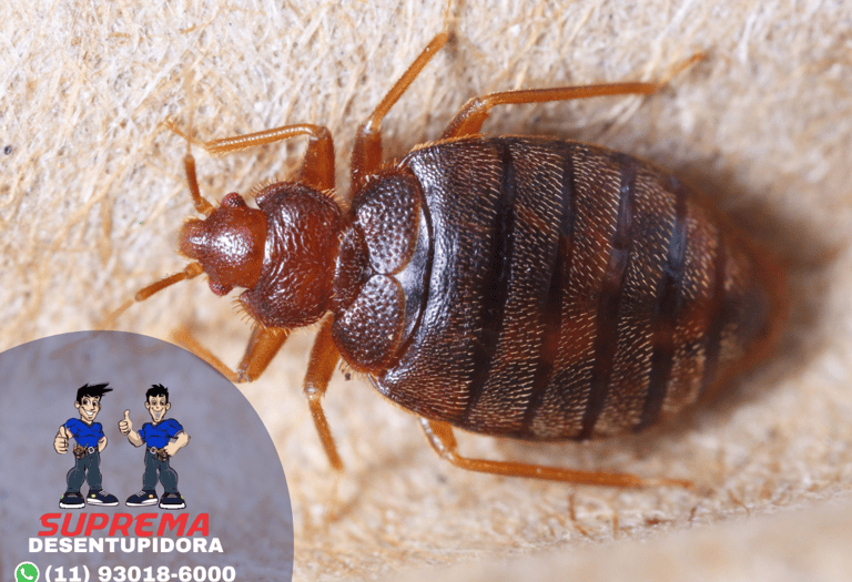 persevejos