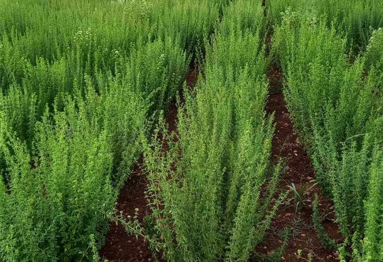Rows of green oregano plants growing in a rural mountain farm field under a cloudy sky.
