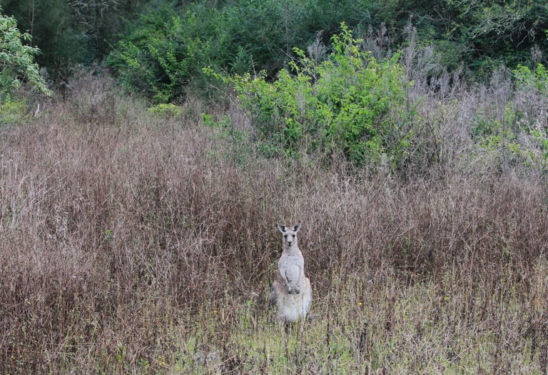 kangaroo Morissey NSW, Australia