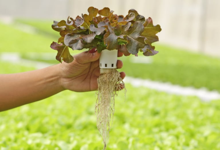 Mano sosteniendo una canastilla con lechuga roja hidropónica