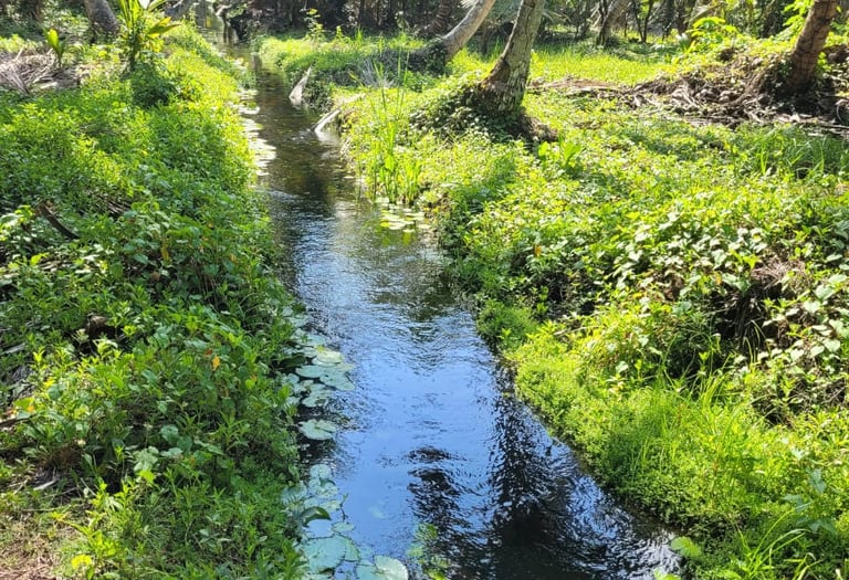 Moving brook with clear water amid palms;Arroyo en movimiento con agua clara entre palmeras