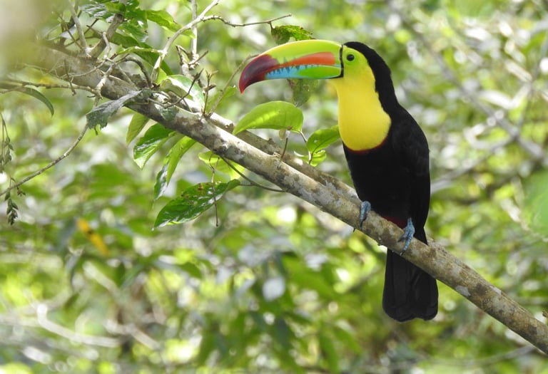 Toucan in Santa Fe, Veraguas, Panama, perched in the tropical forest.