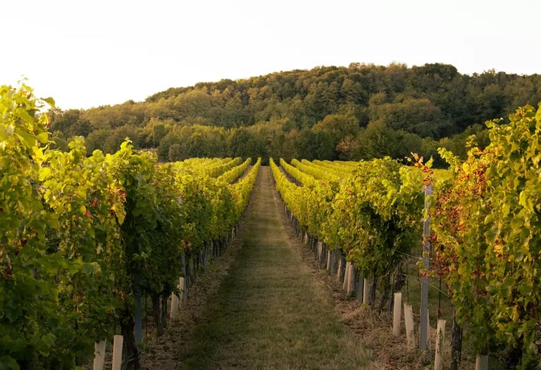 domaine viticole a aix en provence