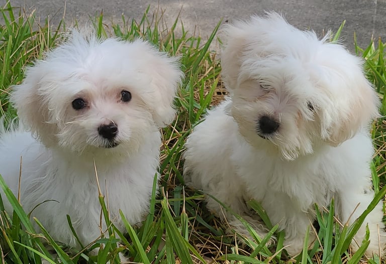 Two white Maltese Puppy sitting in green grass